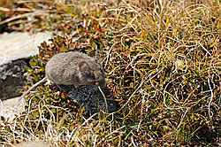 Photo: Mouse (Myodes glareolus)