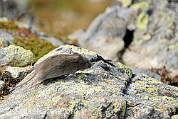 Photo: Mouse (Myodes glareolus)