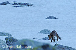 Photo: Fuchs