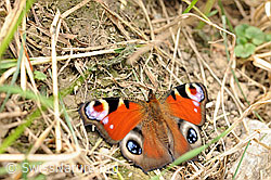 Schmetterling: Pfauenauge (F071473) Schmetterling: Pfauenauge (F071473)
