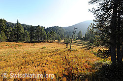 F071493: Moorlandschaft in den Herbstfarben