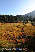 F071496: Moor im Herbst