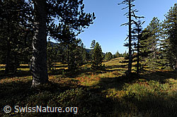 F071516: Urtümliche Moorlandschaft