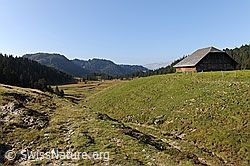 F071531: Alp und ausgedehnte Wälder