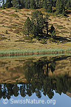 F071545: Schilfgürtel und Föhren