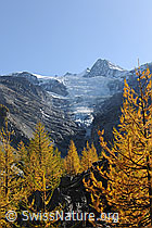 F072984: Herbstwald und Riedgletscher