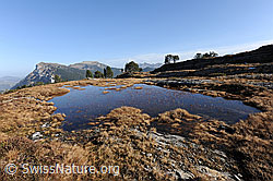 F073541: Tümpel in Moorlandschaft