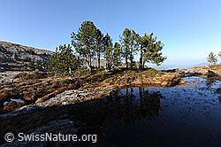 F073571: Föhren am Moorsee