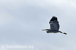 Photo: Fischreiher (Ardea cinerea)