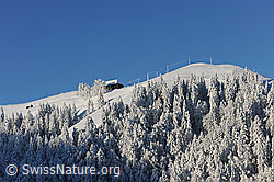F073705: Winterwald in Hügellandschaft