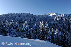 F073727: Winterwald im Morgenlicht