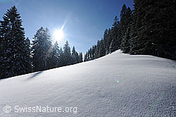 F074022: Sonne über verschneitem Tannenwald