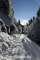 F074054: Schneebedeckter Weg im Winterwald