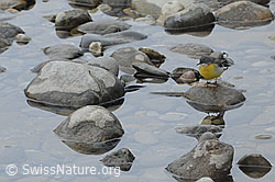 Photo: Gebirgsstelze  (Motacilla cinerea) auf Stein sitzend