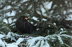 Amsel bei Schneefall (F074301)