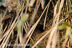 Photo: Nest des Zaunkönig