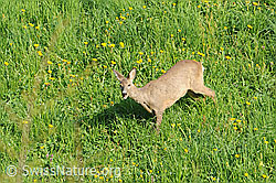 F074777: Reh (Capreolus capreolus) auf Wiese