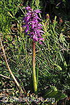 Photo: Knabenkraut