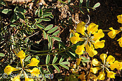 Photo: Hufeisenklee