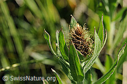 Foto: Blütenknospe einer Flockenblume