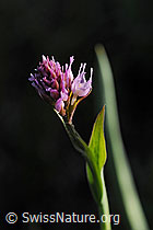 Foto: Kugelorchis