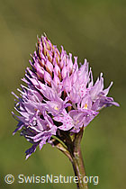 Foto: Kugelorchis (Traunsteinera globosa)