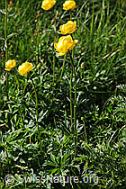 Foto: Ankebälli