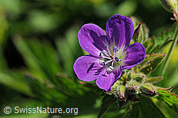 Foto: Blüte des Storchschnabel