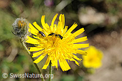 Photo: Panurgus calcaratus on Hieracium piliferum