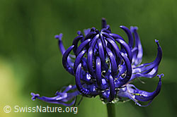 Foto: Halbkugelige Rapunzel (Phyteuma hemisphaericum)
