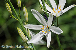 Foto: Blüten und Knospen der Graslilie
