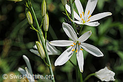 Foto: Knospen und Blüten der Graslilie