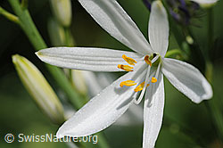 Foto: Blüte der Graslilie
