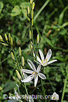 Foto: Astlose Graslilie