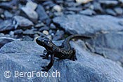 Photo: Regenmolch auf Fels