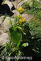 Foto: Getüpfelter Enzian (Gentiana punctata)