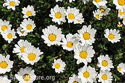 Foto: Alpenmargerite, Blüten