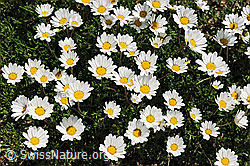 Foto: Gewöhnliche Alpenmargerite, Blüten