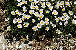 Foto: Gewöhnliche Alpenmargerite