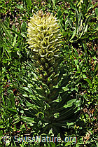 Foto: Straussblütige Glockenblume (Campanula thyrsoides)