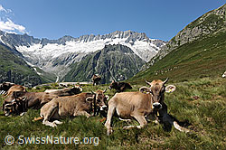 F077263: Alpsommer auf der Göscheneralp