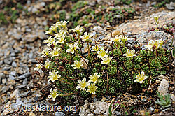 Foto: Flachblättriger Steinbrech