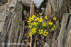 Foto: Immergrünes Felsenblümchen in Felsspalte