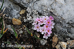 Foto: Alpen-Mannsschild