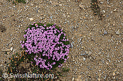 Photo: Kalk-Polsternelke (Silene acaulis) auf kahlem Boden