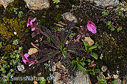 Photo: Kerners Läusekraut (Pedicularis kerneri)
