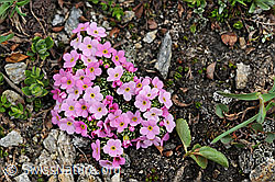 Foto: Alpen-Mannsschild