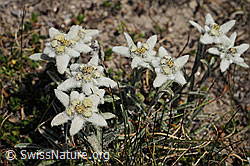 Foto: Edelweiss Gruppe