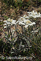 Foto: Mehrere Edelweiss
