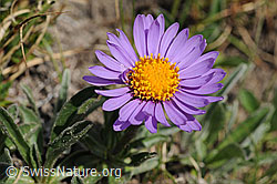 F077461: Aster
